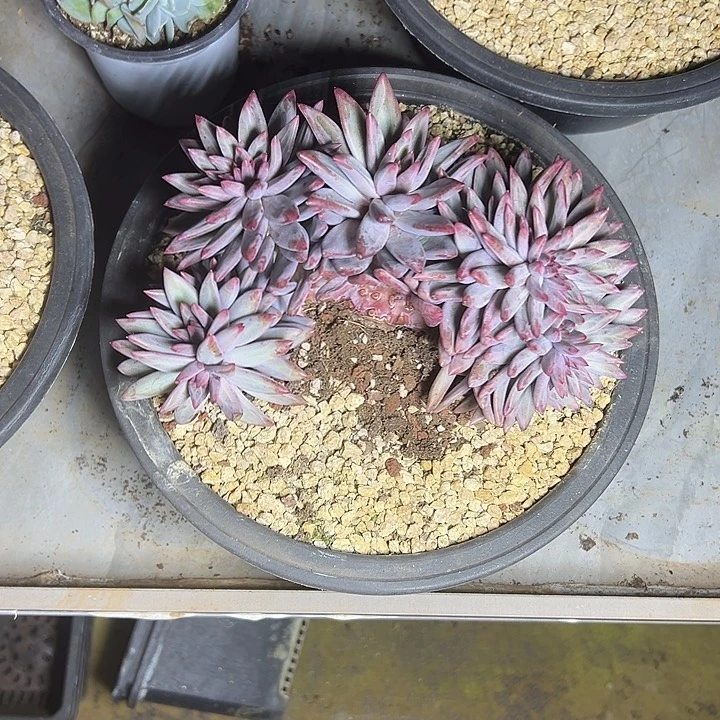 虞美人群生缀化多肉