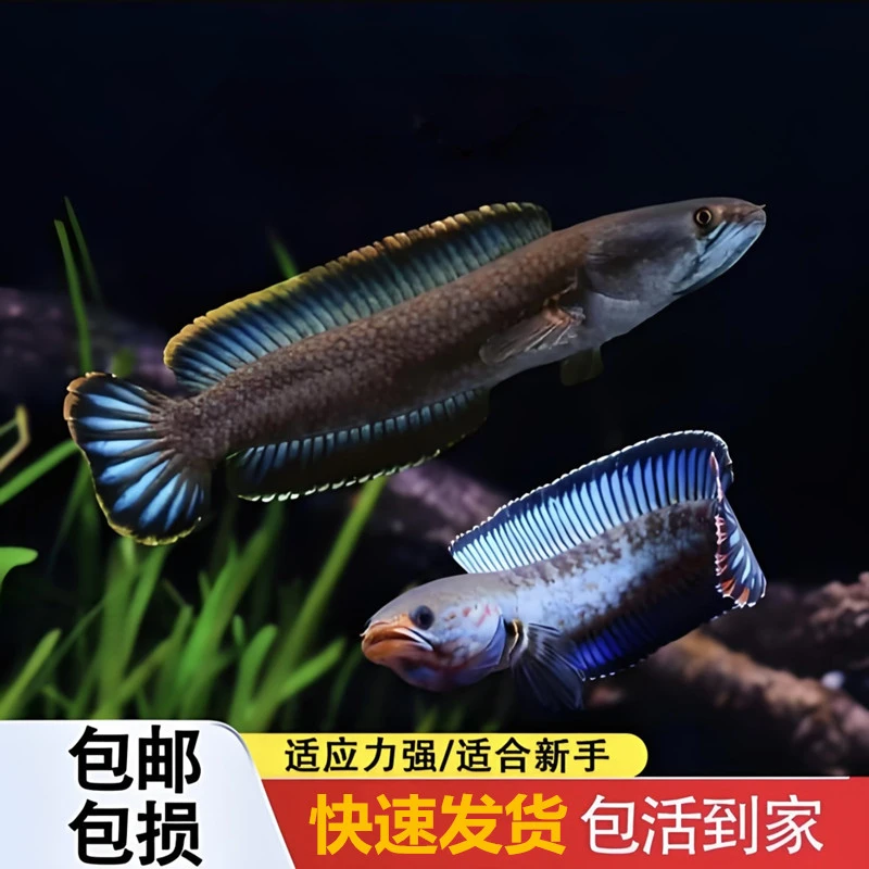 彩虹雷龙鱼观赏鱼简单好养耐活不用加温打氧网红南鳢雷龙鱼