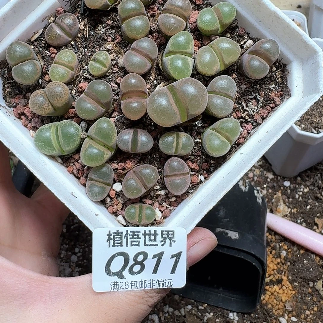 多肉植物的润泽地cv