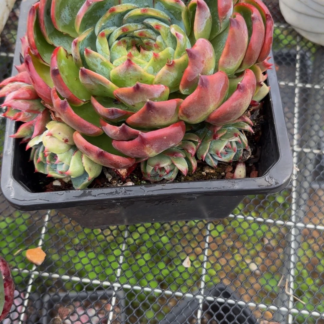 福***兜哈哈哈哈哈宝贝哈哈哈哈宝贝宝贝