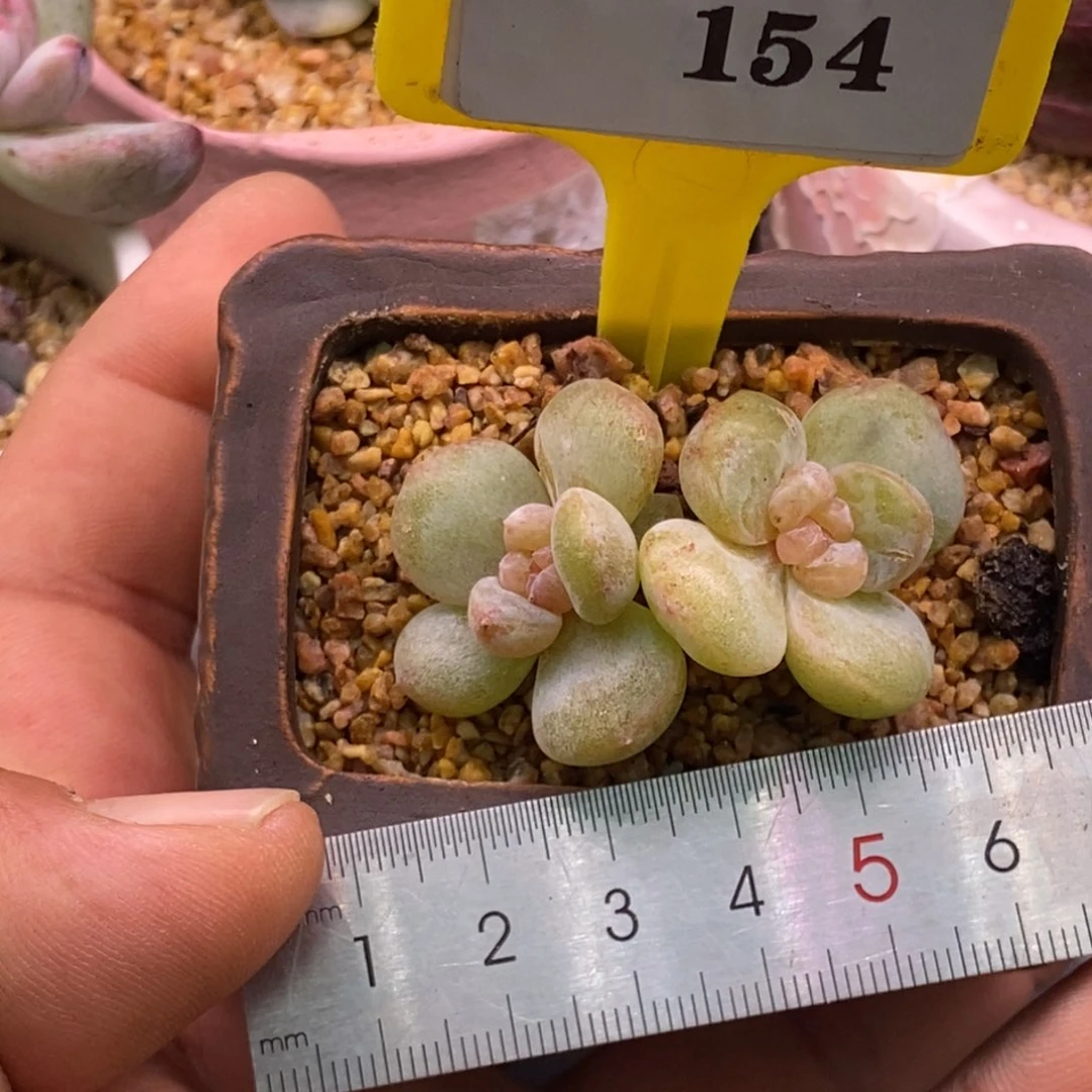 1154乌啦啦云岚石化多肉