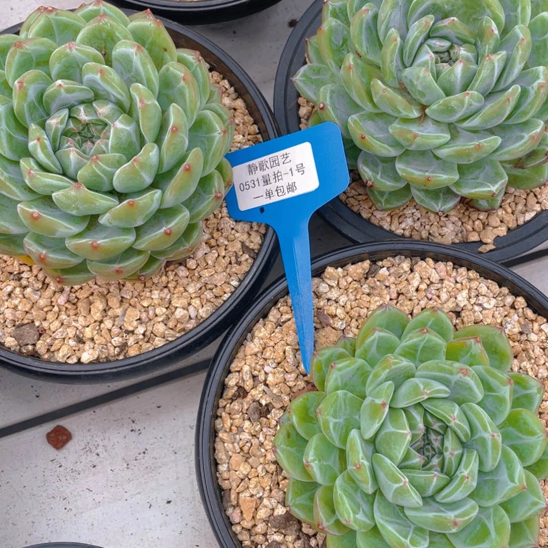 0531-1-雪花珍妮大单头一颗