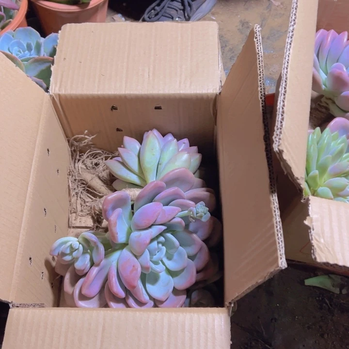 @***…地栽奥普琳娜4棵（包邮不包损）