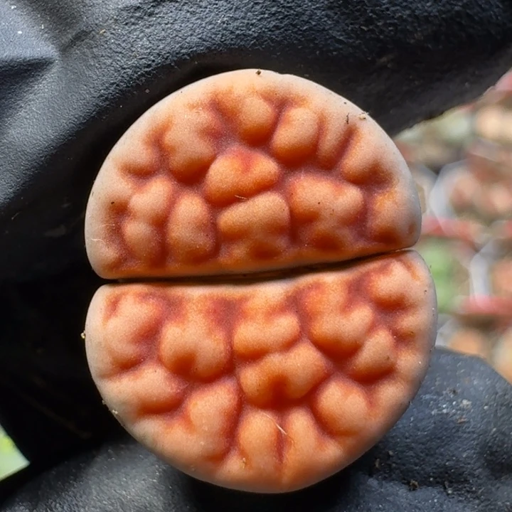 生石花1111112。  197