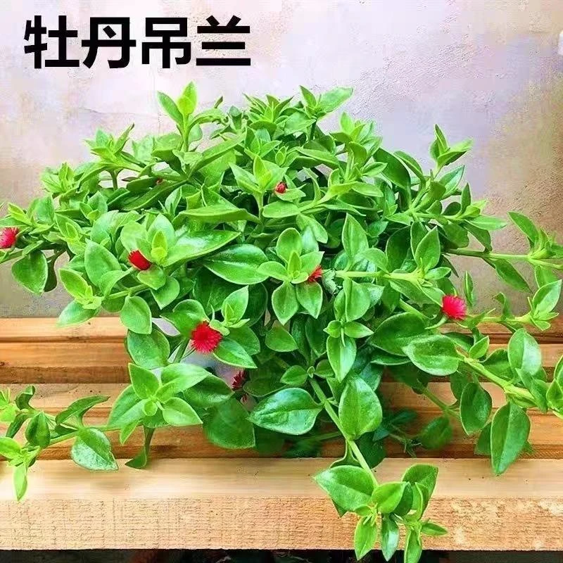 牡丹种植带花苞盆栽垂吊植物室内阳台净化空气吸甲醛绿植四季好养