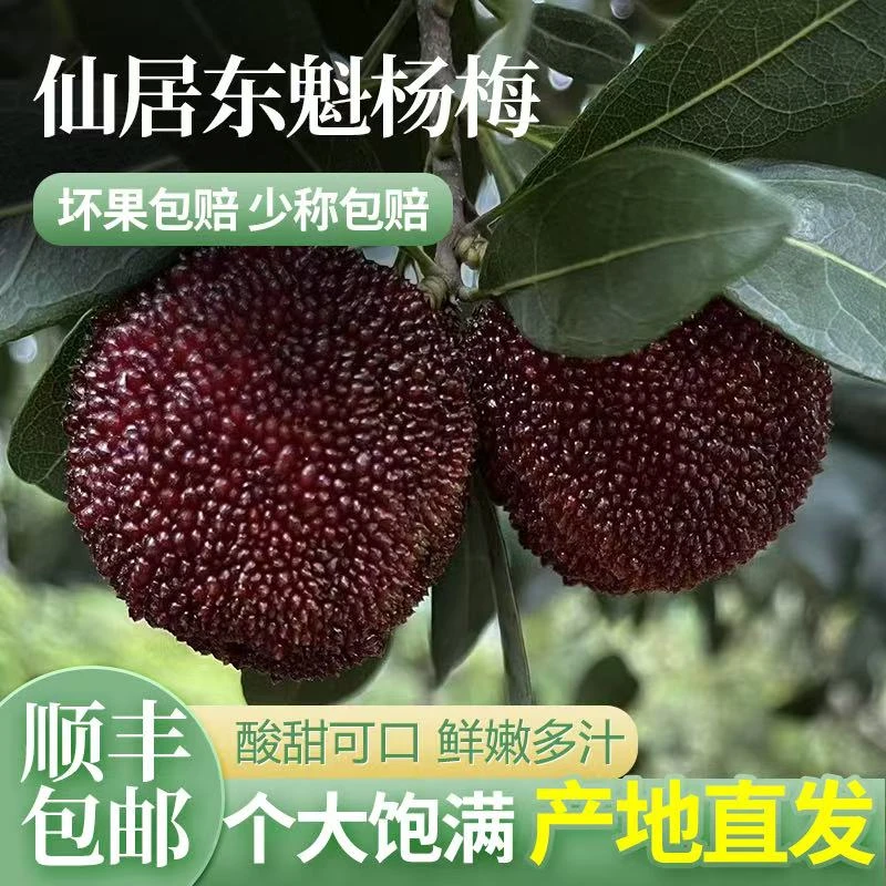 正宗仙居东魁杨梅新鲜当季孕妇水果现摘现发特大果礼盒装产地直发