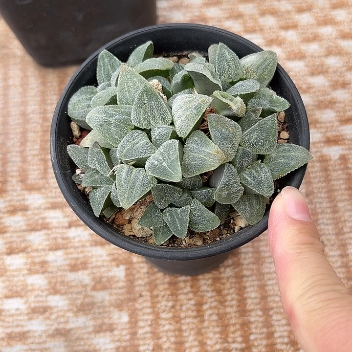 无花朵磨面寿大群