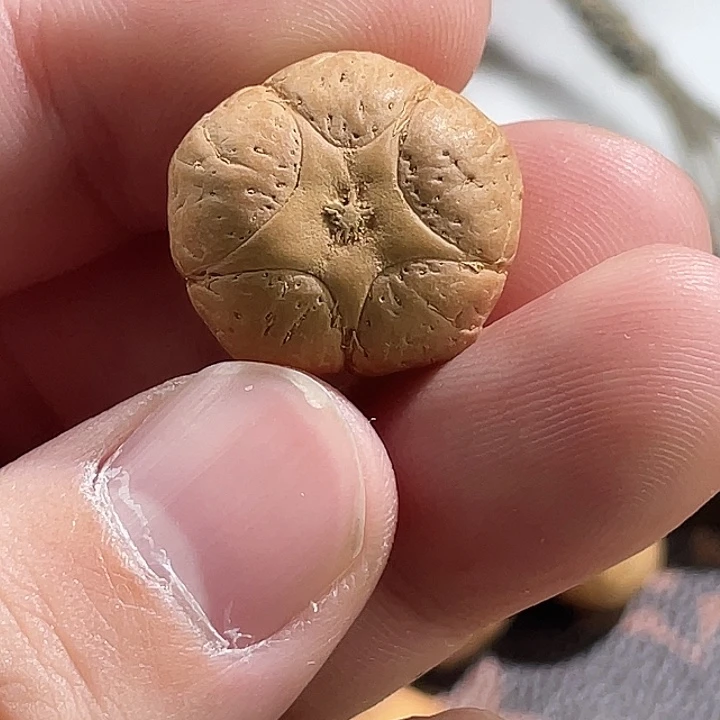 凤眼菩提吊坠尼泊尔小