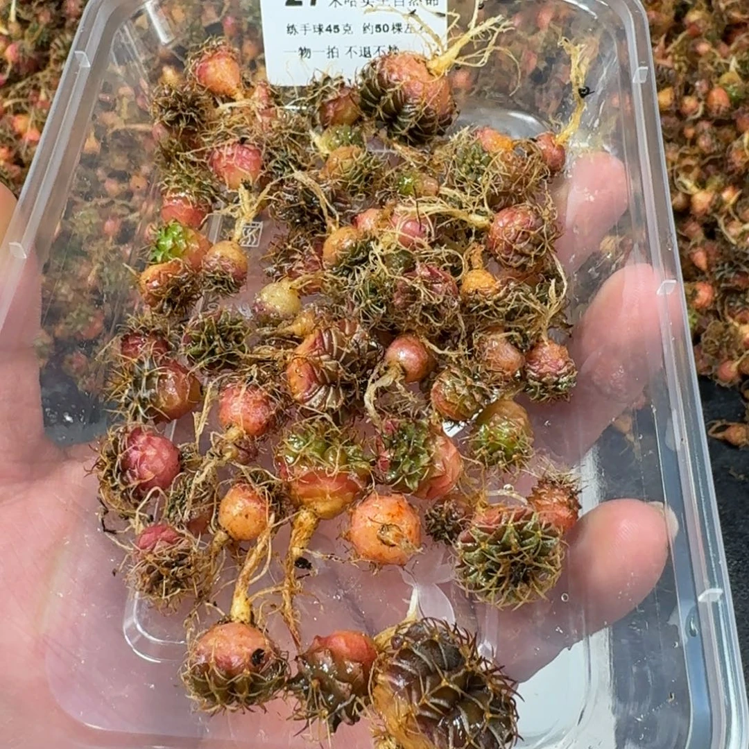 米哈实生自然锦练手球27