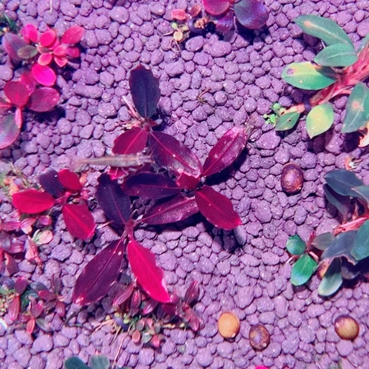 无花朵福利辣椒榕黑海