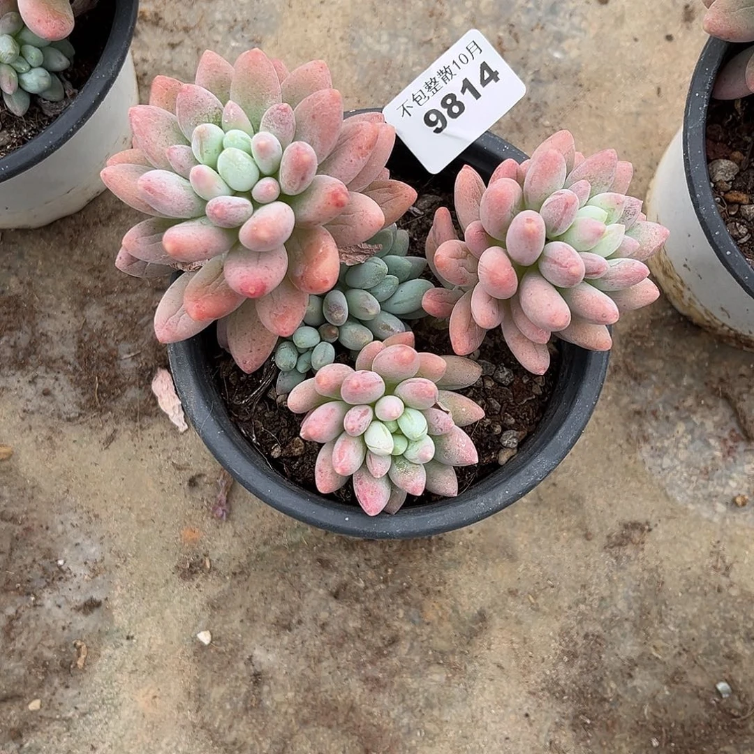 阿雅园艺。       9814粉玉团子