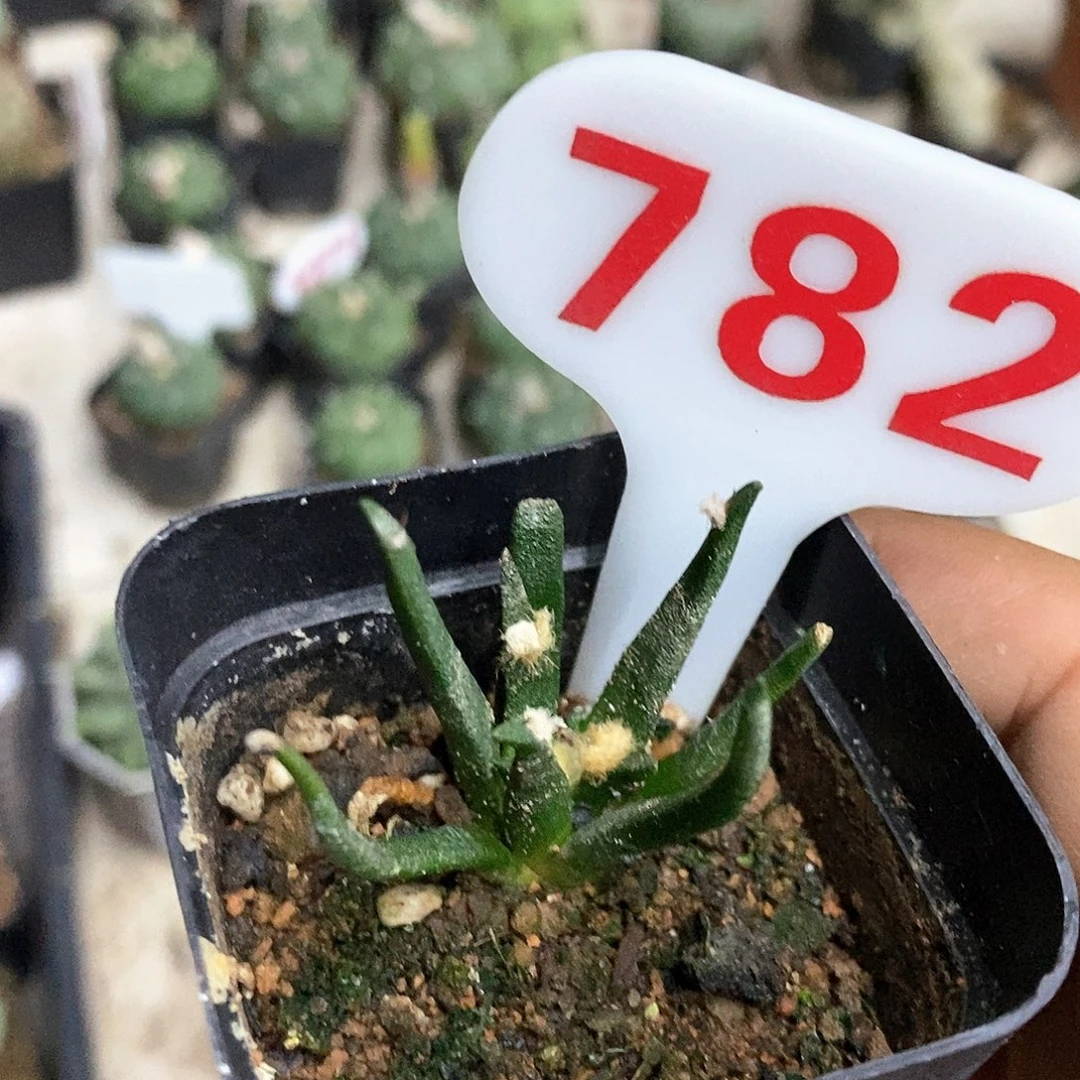 月***782特价款翠绿特价