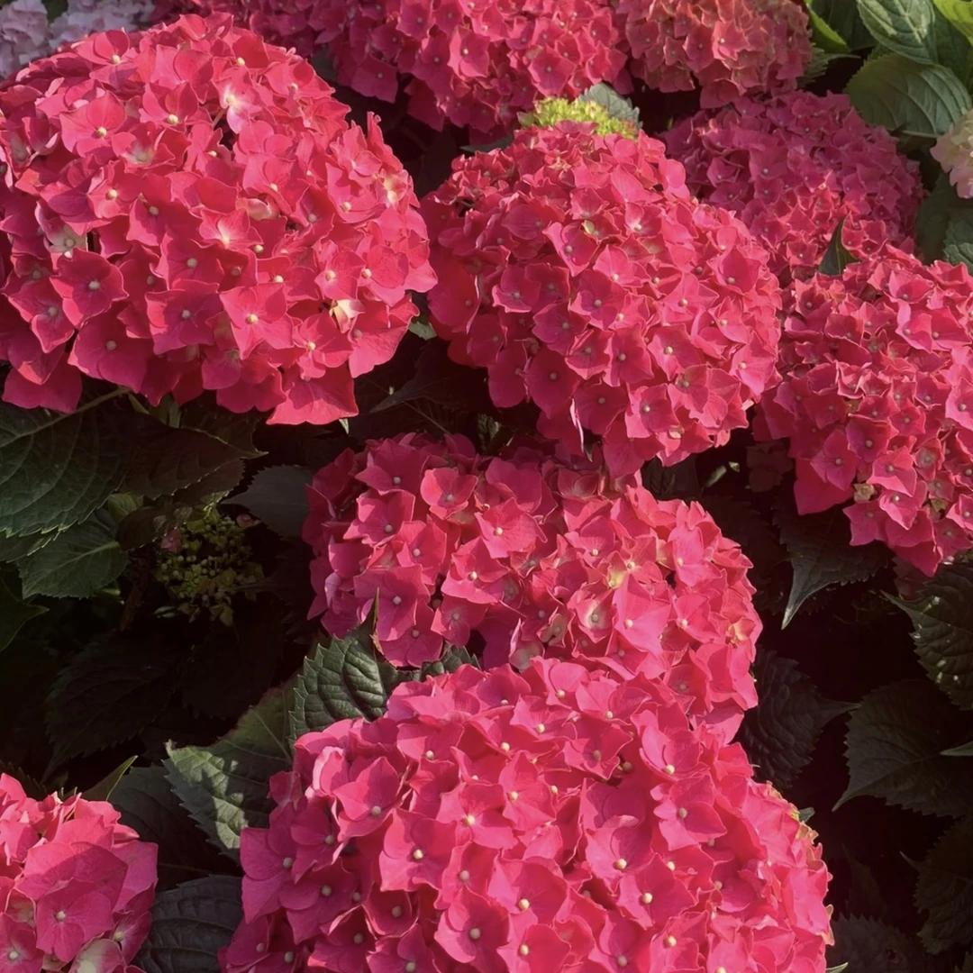 玫红妈妈【2加仑】绣球花盆栽庭院阳台新手易养护喜水植物