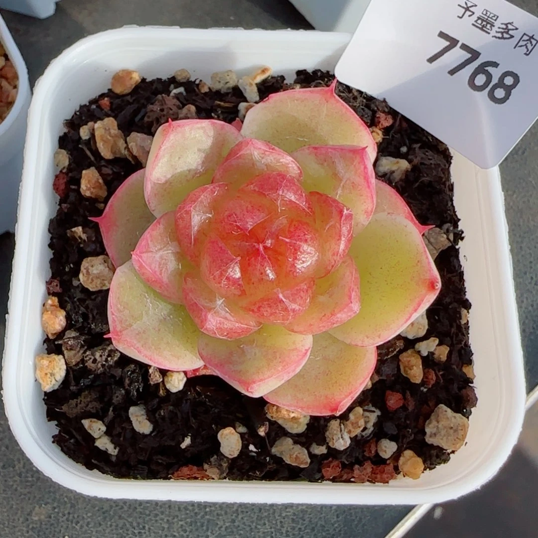 黄珍妮，7768多肉植物