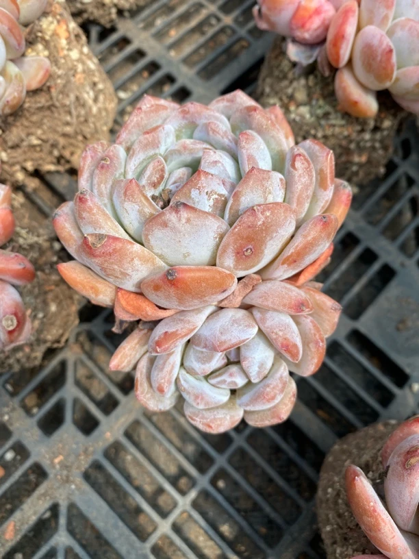 双头起发星影多肉植物 满9.9包邮