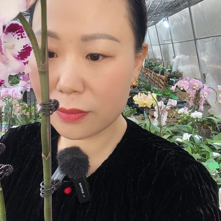 无花朵罗格蝴蝶兰