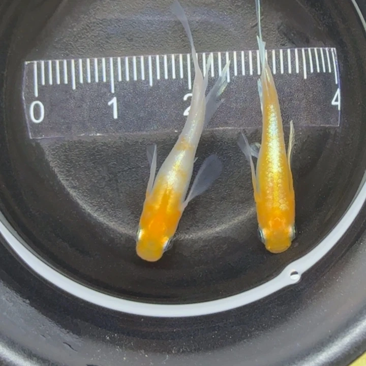 青鳉鱼真长鳍红白赤壁15号