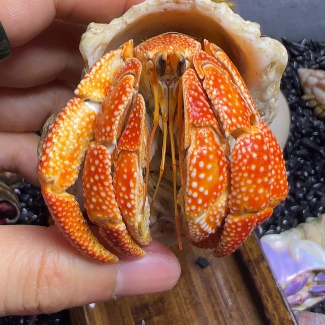 爬宠陆生寄居蟹2.9口