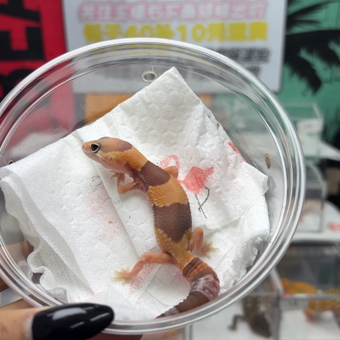 肥尾守宫橘白妹妹 V128