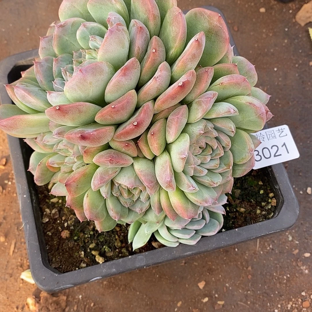 白***天3021杂交老桩基地#～15厘米