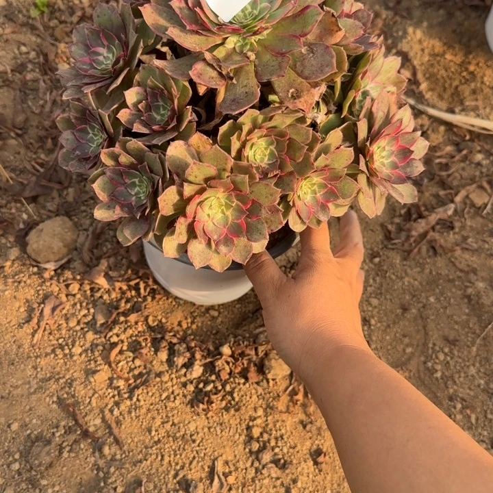 1862莲花座清棚处理不包断枝