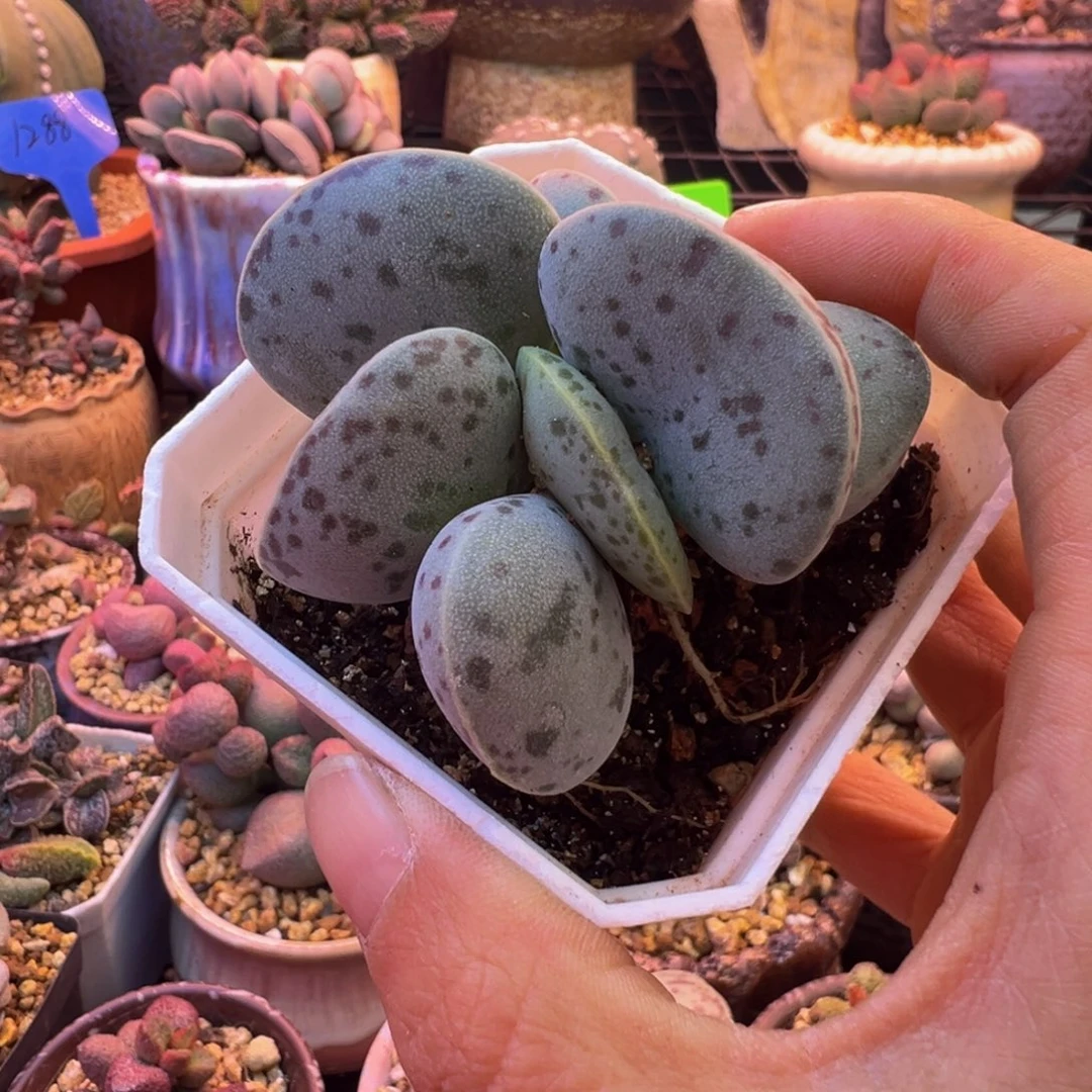 T***²好的我知道你在想什么