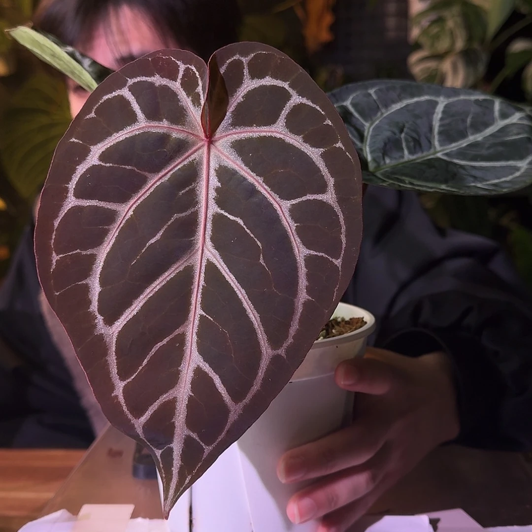 不开花植物G482米歇尔杂撕裂纹