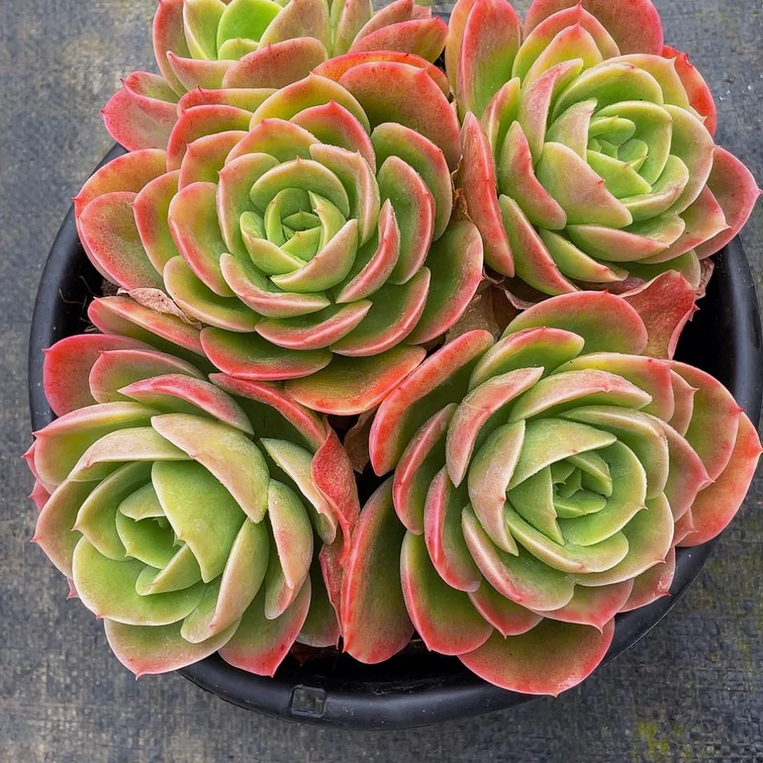 咚*猫辛纳塔多肉植物