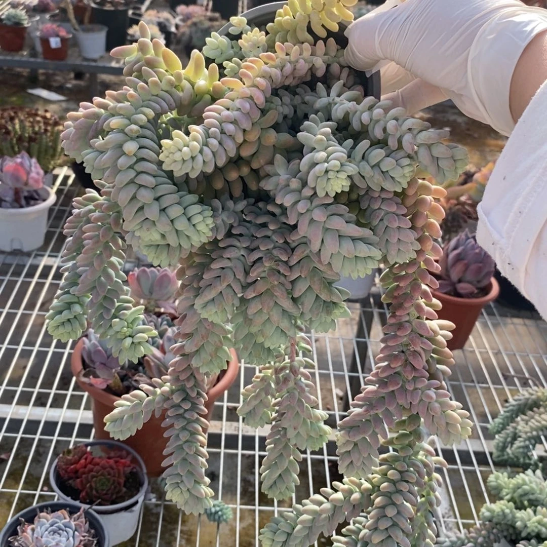 677彩虹玉坠一物一拍