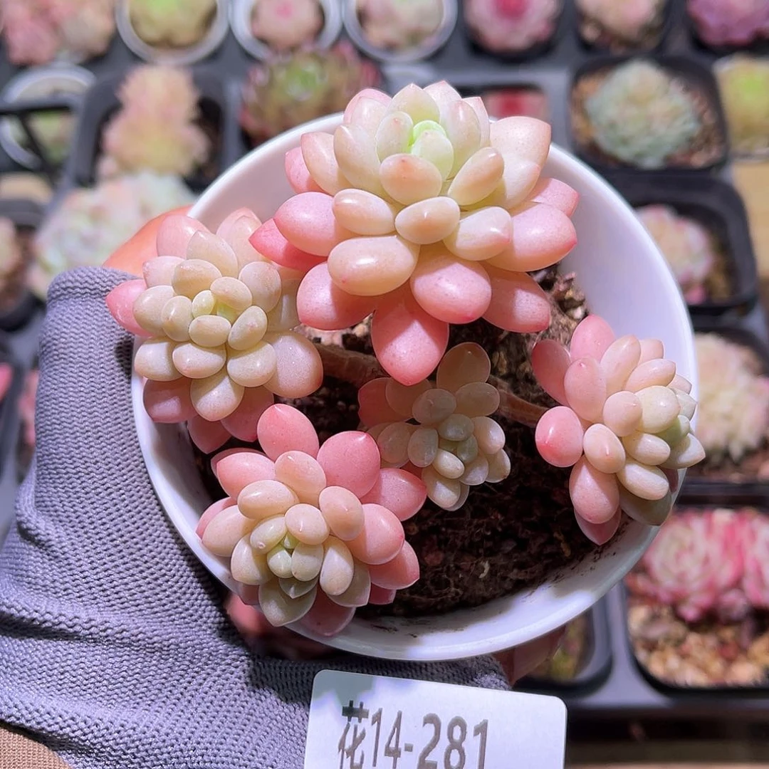 花14-281洛可可群