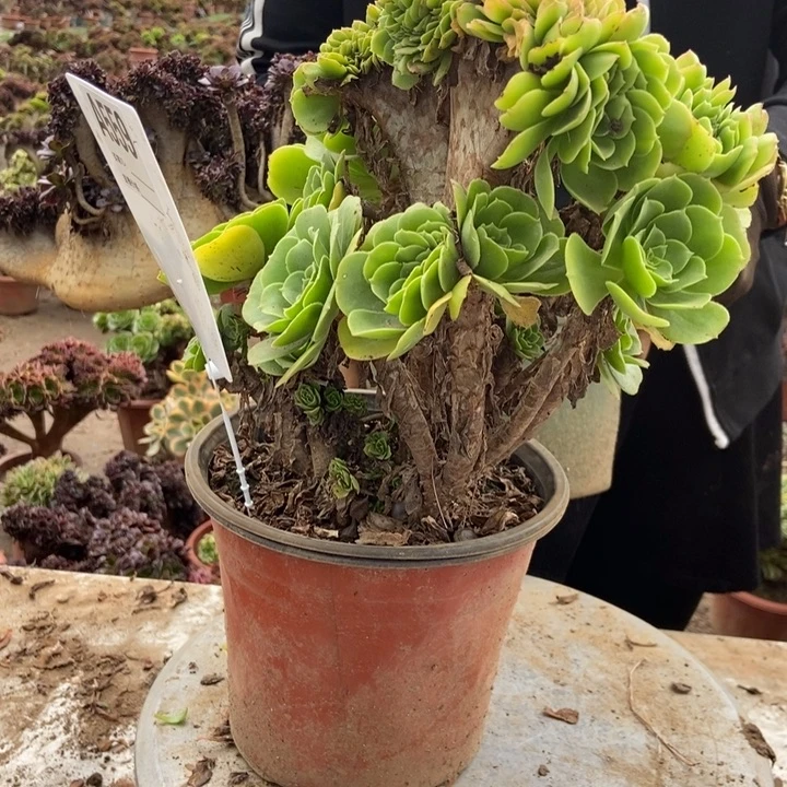 心***善559绿羊绒绿羊绒绿羊绒