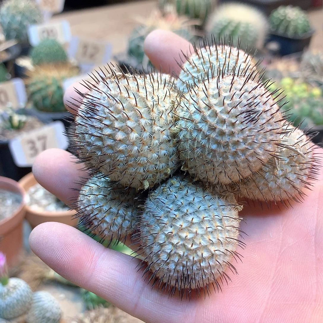 岁***。佩雷蕞化没根