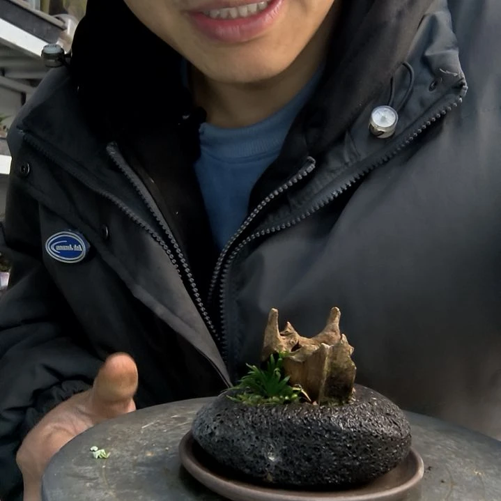 小**～小盆景小植物一物一拍28