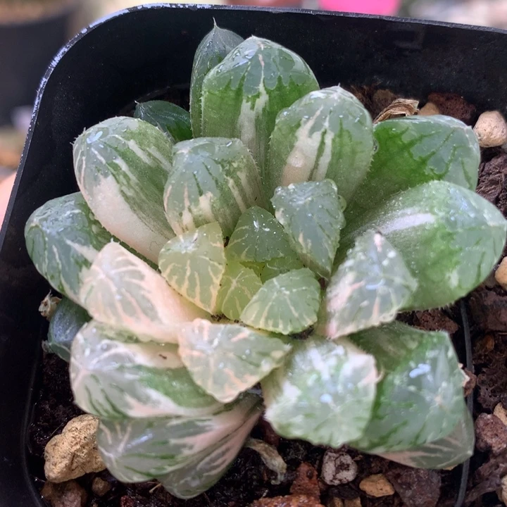 红楼锦fagepotuyswog