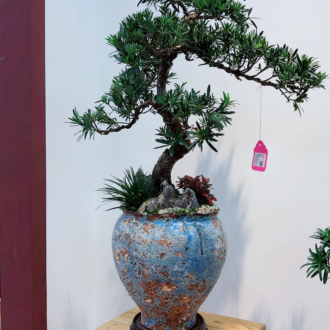 无花朵深****朱高端盆景一物一拍