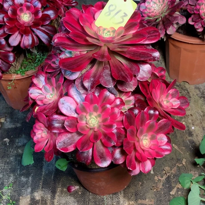 813美杜莎多肉一物一拍