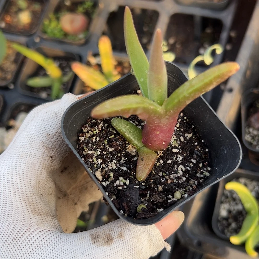 人鱼杜呃呃呃呃呃呃呃呃