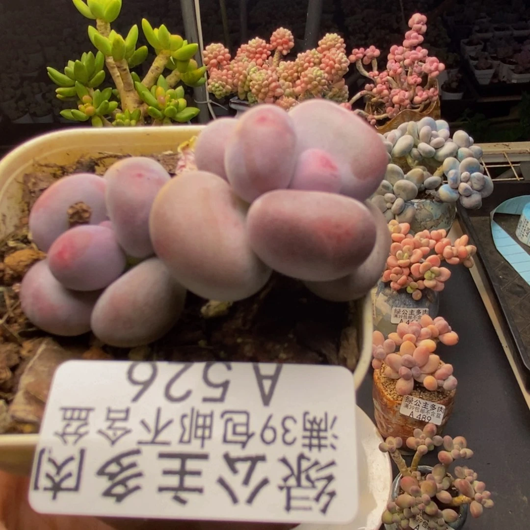 526蛋黄奶多肉4cm
