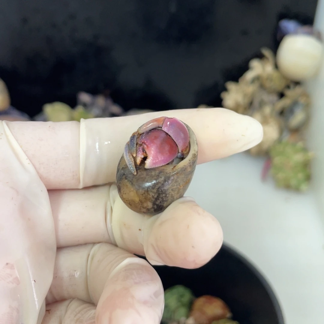F14 小丸子专拍1.5口紫陆