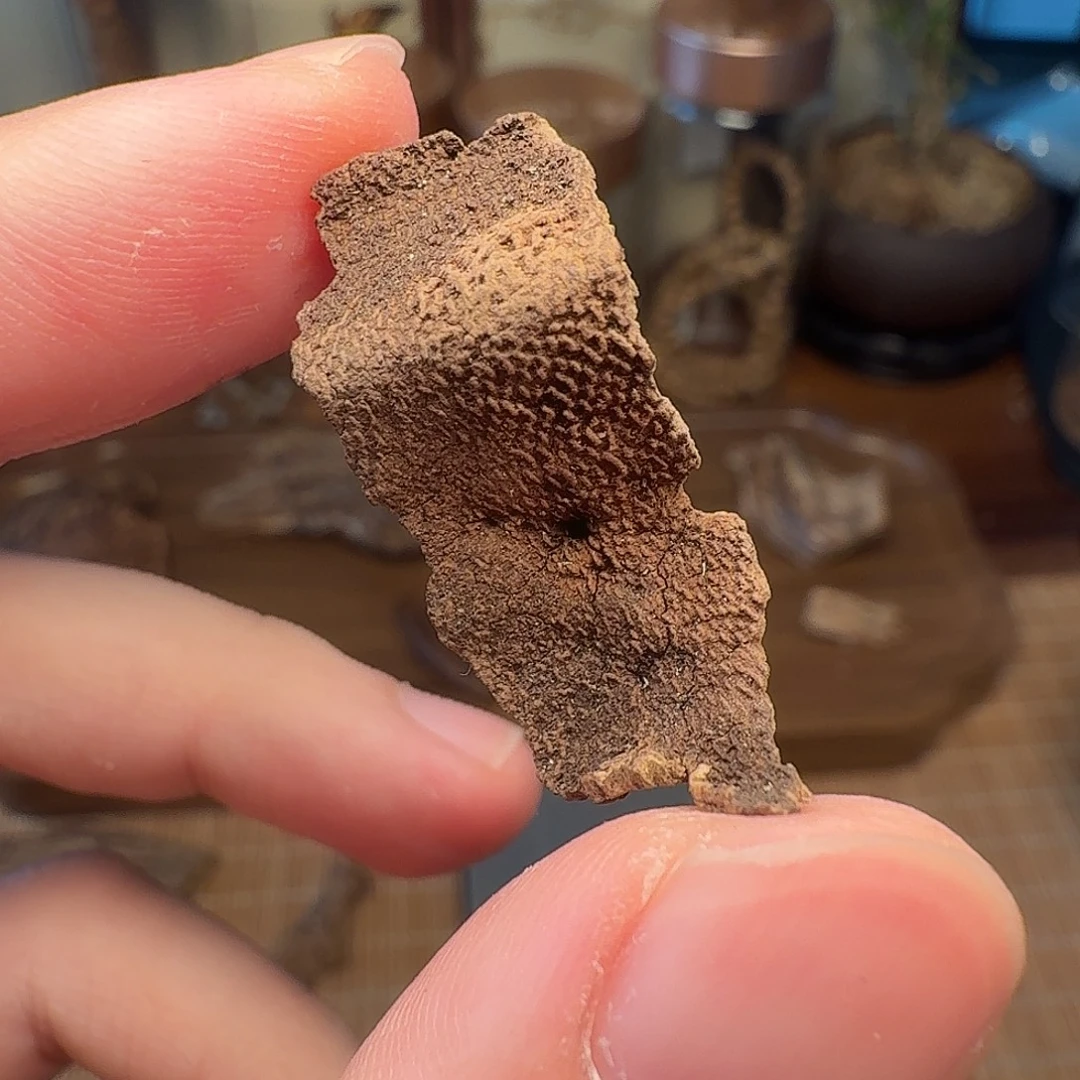 沉香1.16g海南鸡母虫漏