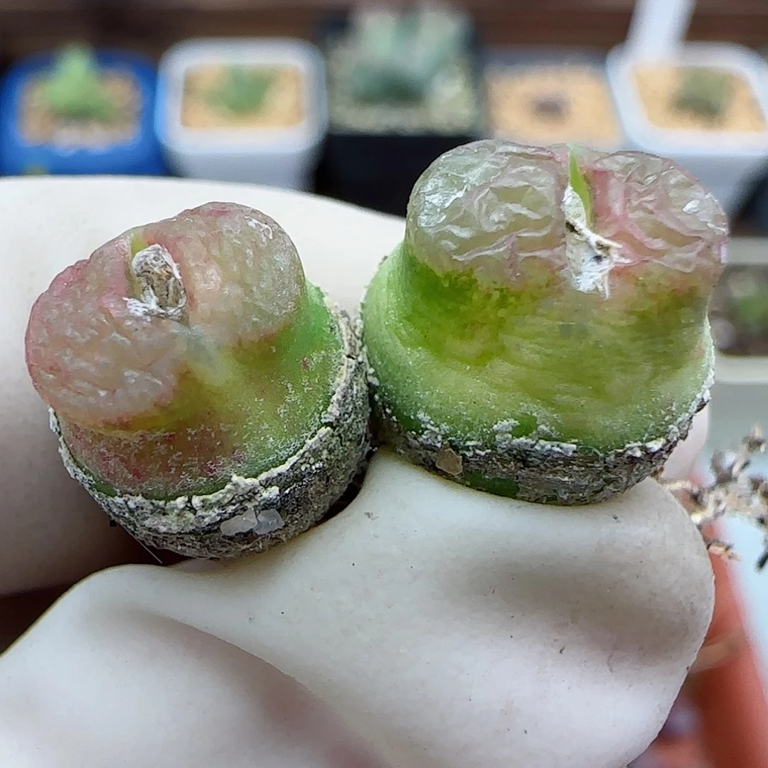 143园艺优选雪茄