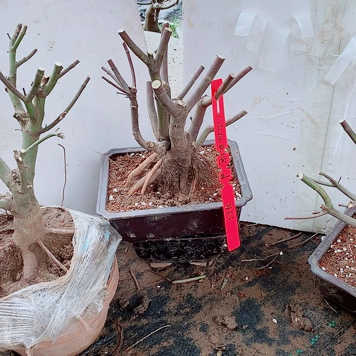 完全开放枫树星星