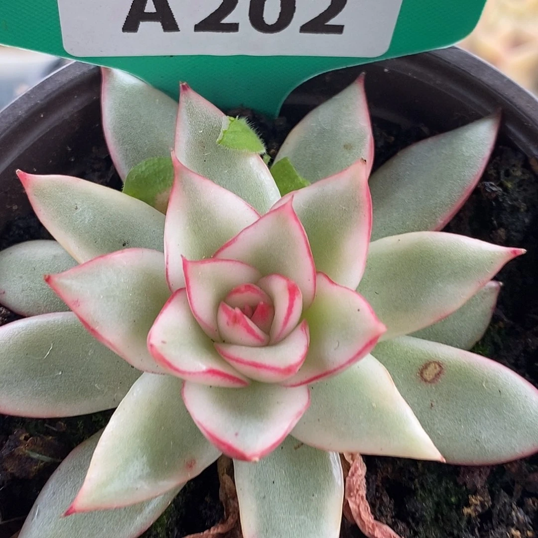 202吉赛尔哈哈哈哈哈