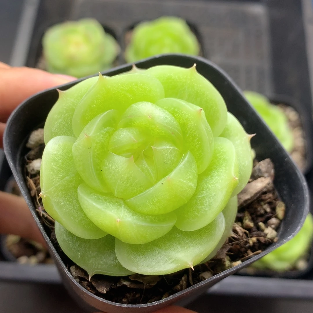 d****u58包邮  群生不包整