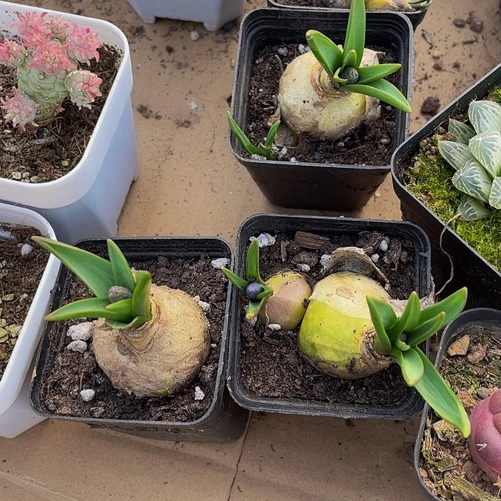 风信子带盆土发货