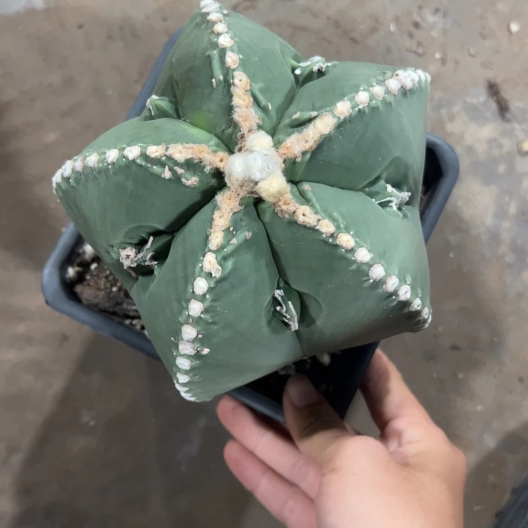 3***迟实生鸾凤玉一物一拍