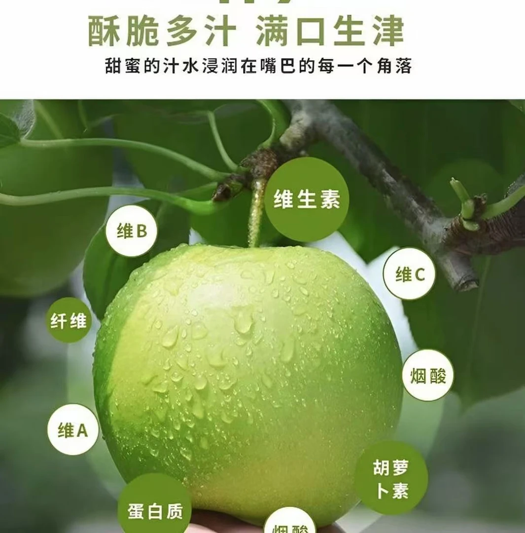 【正宗】安徽砀山产地优选（翠玉梨）新鲜水果爆汁现摘现发青皮蜜梨
