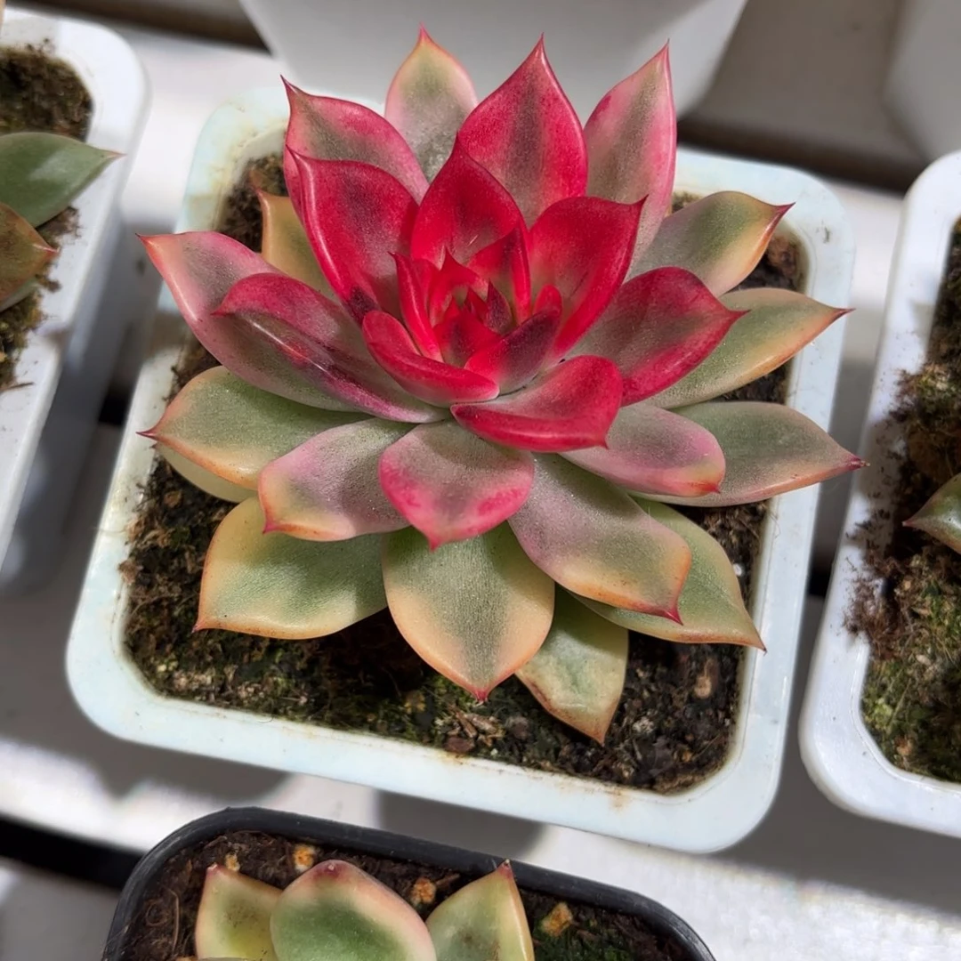 火焰山多肉锦盆栽花卉