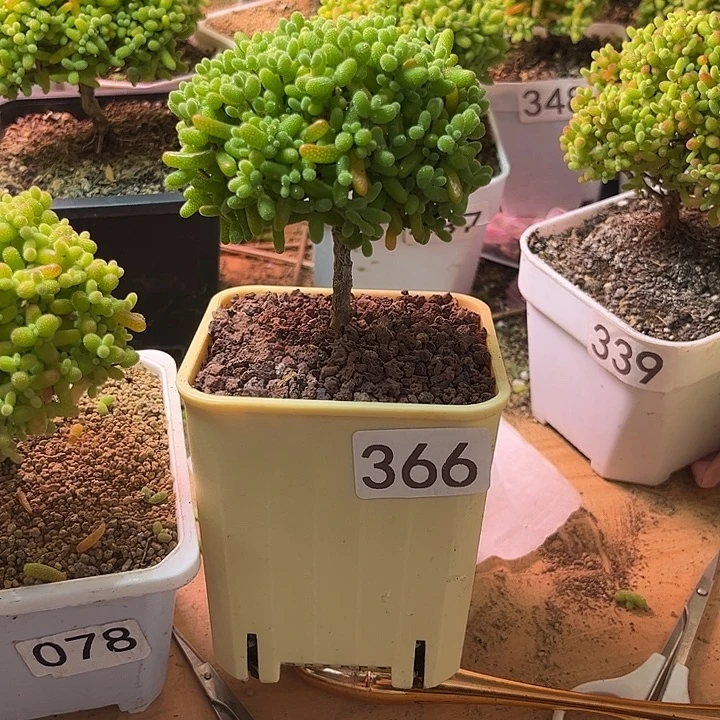 戴***戴无花朵366金桔糖球