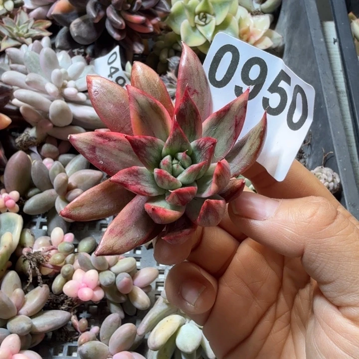 阿吉塔玫瑰锦多肉植物满18包邮当场凑单